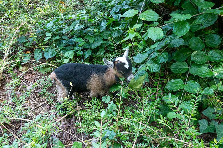 Junge Afrikanische Zwergziege am 13. August 2025 außerhalb des JuniorZoo im Zoo Wuppertal