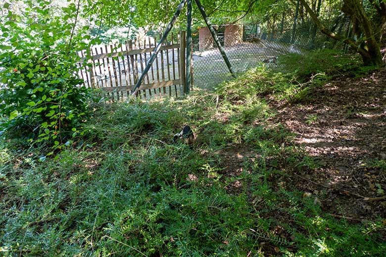 Junge Afrikanische Zwergziege am 13. August 2025 außerhalb des JuniorZoo im Grünen Zoo Wuppertal