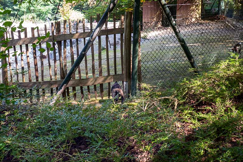 Junge Afrikanische Zwergziege am 13. August 2025 außerhalb des JuniorZoo im Zoologischen Garten Wuppertal