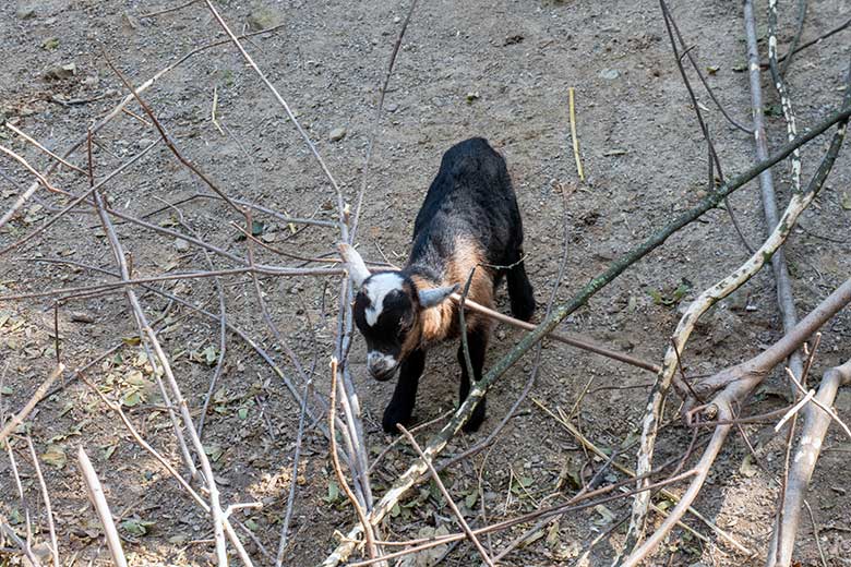 JJunge Afrikanische Zwergziege am 13. August 2025 zurück im JuniorZoo im Wuppertaler Zoo
