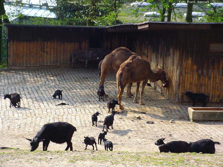 Afrikanische Zwergziegen im Wuppertaler Zoo im April 2007 (Foto Frank Gennes)