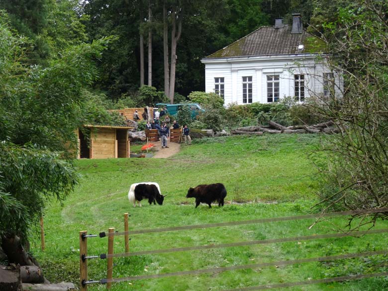 Pärchen junger Haus-Yaks am 12. Oktober 2016 am ersten Tag auf der ehemaligen Vogelwiese im Grünen Zoo Wuppertal