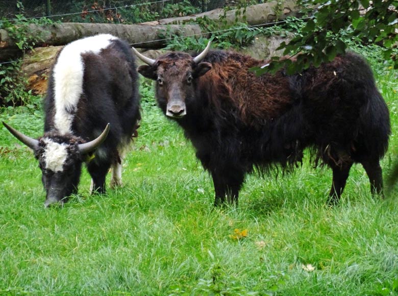 Pärchen junger Yaks am 12. Oktober 2016 am ersten Tag auf der ehemaligen Vogelwiese im Grünen Zoologischen Garten der Stadt Wuppertal