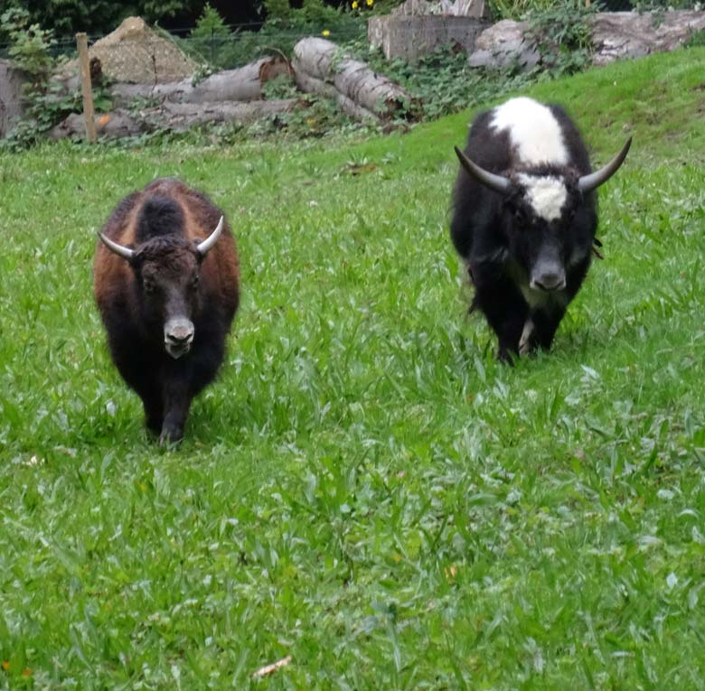 Pärchen junger Haus-Yaks am 12. Oktober 2016 am ersten Tag auf der ehemaligen Vogelwiese im Wuppertaler Zoo