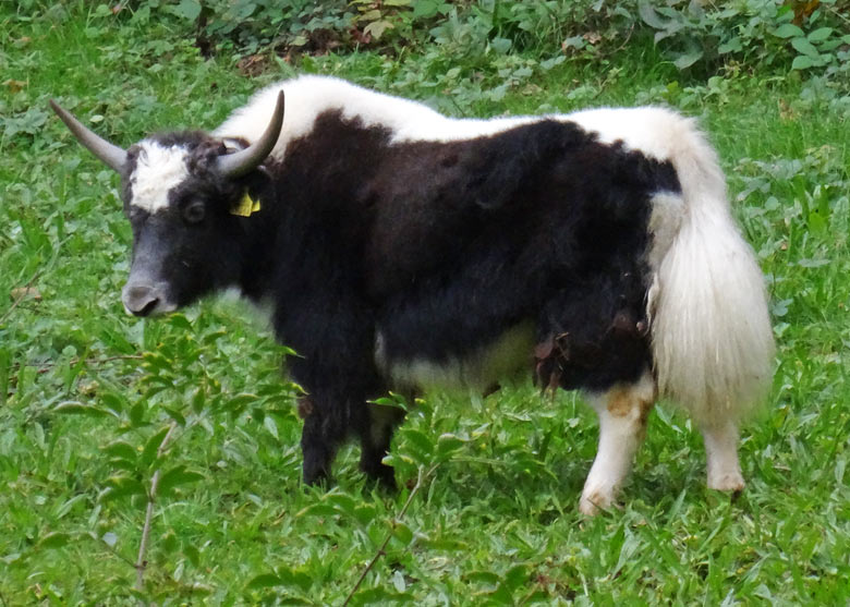 Junger Yak-Bulle am 12. Oktober 2016 am ersten Tag auf der ehemaligen Vogelwiese im Grünen Zoo Wuppertal