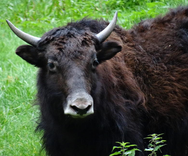 Junge Yak-Kuh am 12. Oktober 2016 am ersten Tag auf der ehemaligen Vogelwiese im Zoologischen Garten Wuppertal