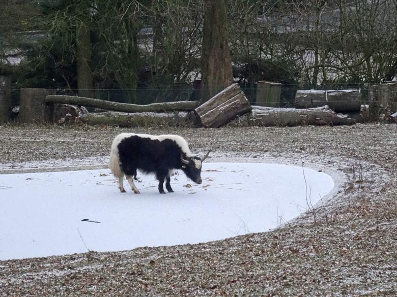 Männlicher Haus-Yak JAMY am 7. Januar 2017 auf dem zugefrorenen Teich an der ehemaligen Vogelwiese im Zoologischen Garten der Stadt Wuppertal