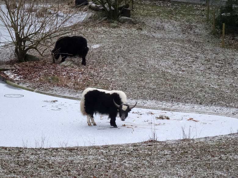 Haus-Yak JAMY am 7. Januar 2017 auf dem zugefrorenen Teich an der ehemaligen Vogelwiese im Wuppertaler Zoo