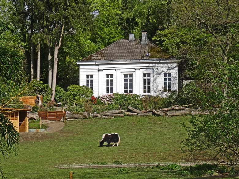 Haus-Yak Männchen am 17. April 2017 im Wuppertaler Zoo