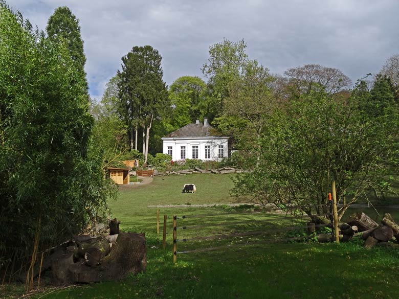 Haus-Yak Männchen am 17. April 2017 im Grünen Zoo Wuppertal