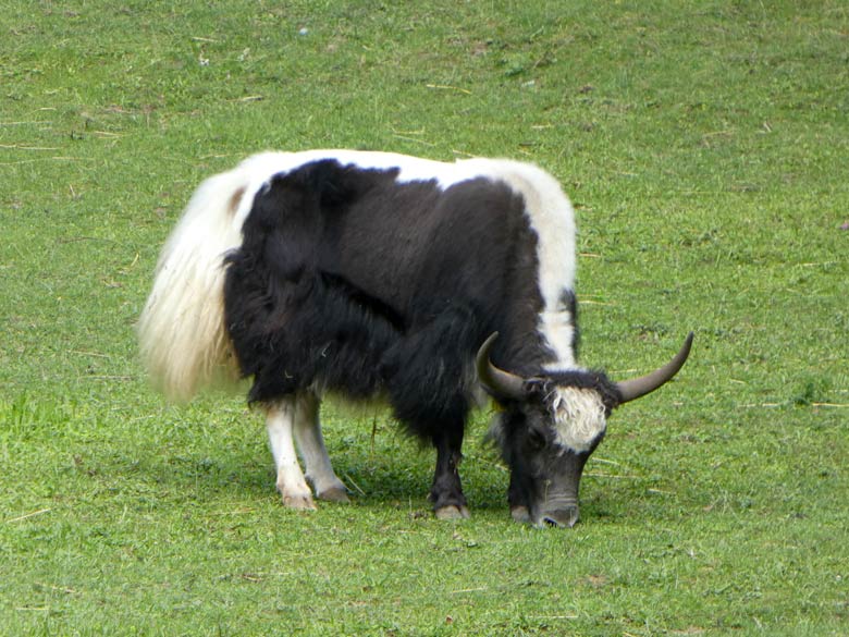 Haus-Yak-Bulle JAMY am 10. Juni 2017 im Zoologischen Garten der Stadt Wuppertal