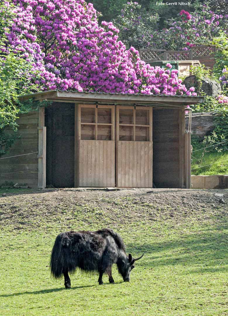 Haus-Yak Kuh JAMYANG am 14. Mai 2018 im Grünen Zoo Wuppertal (Foto Gerrit Nitsch)