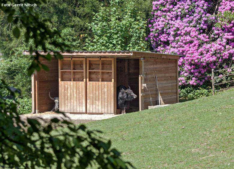 Haus-Yak Bulle JAMY und Haus-Yak Kuh JAMYANG am 14. Mai 2018 im Wuppertaler Zoo (Foto Gerrit Nitsch)