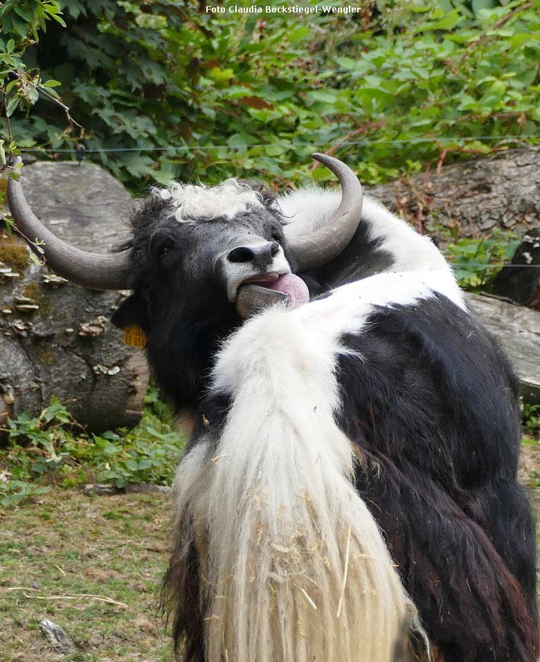 Haus-Yak Bulle JAMY am 1. August 2018 auf der Außenanlage im Grünen Zoo Wuppertal (Foto Claudia Böckstiegel-Wengler)