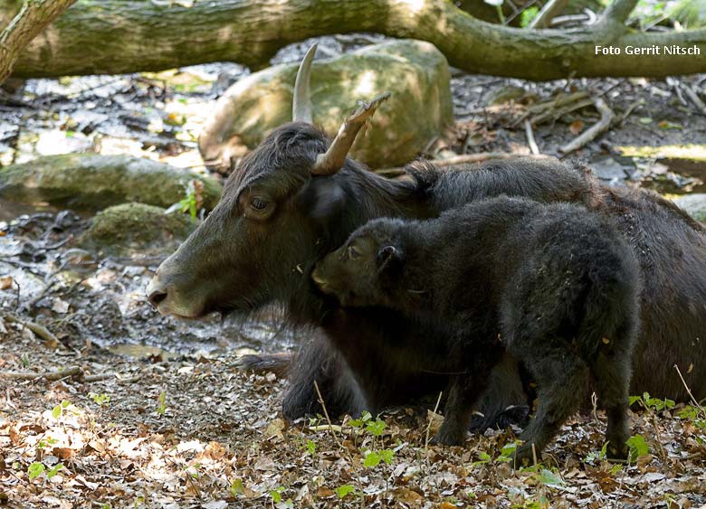 Haus-Yak-Kuh JAMYANG mit frisch geborenem Jungtier am Sonntag, dem 5. August 2018, auf der Außenanlage im Grünen Zoo Wuppertal (Foto Gerrit Nitsch)