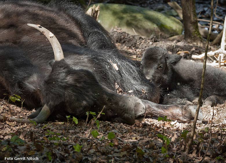 Haus-Yak-Kuh JAMYANG mit Jungtier am Sonntag, dem 5. August 2018, auf der Außenanlage im Zoologischen Garten der Stadt Wuppertal (Foto Gerrit Nitsch)