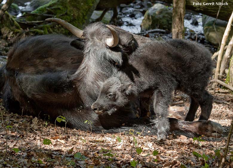 Haus-Yak-Kuh JAMYANG mit Jungtier am Sonntag, dem 5. August 2018, auf der Außenanlage im Zoo Wuppertal (Foto Gerrit Nitsch)