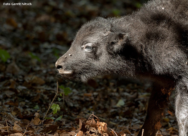 Haus-Yak Jungtier am ersten Lebenstag, dem 5. August 2018, auf der Außenanlage im Grünen Zoo Wuppertal (Foto Gerrit Nitsch)