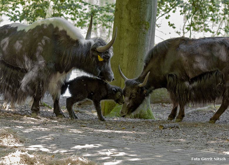 Haus-Yak-Bulle JAMY mit Jungtier und Haus-Yak-Kuh JAMYANG am Sonntag, dem 5. August 2018, auf der Außenanlage im Zoologischen Garten Wuppertal (Foto Gerrit Nitsch)