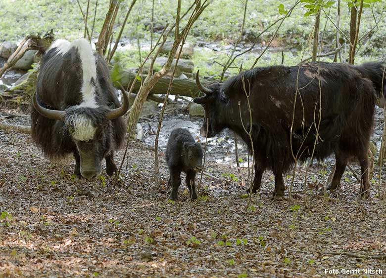 Haus-Yak-Bulle JAMY mit Jungtier und Haus-Yak-Kuh JAMYANG am Sonntag, dem 5. August 2018, auf der Außenanlage im Wuppertaler Zoo (Foto Gerrit Nitsch)