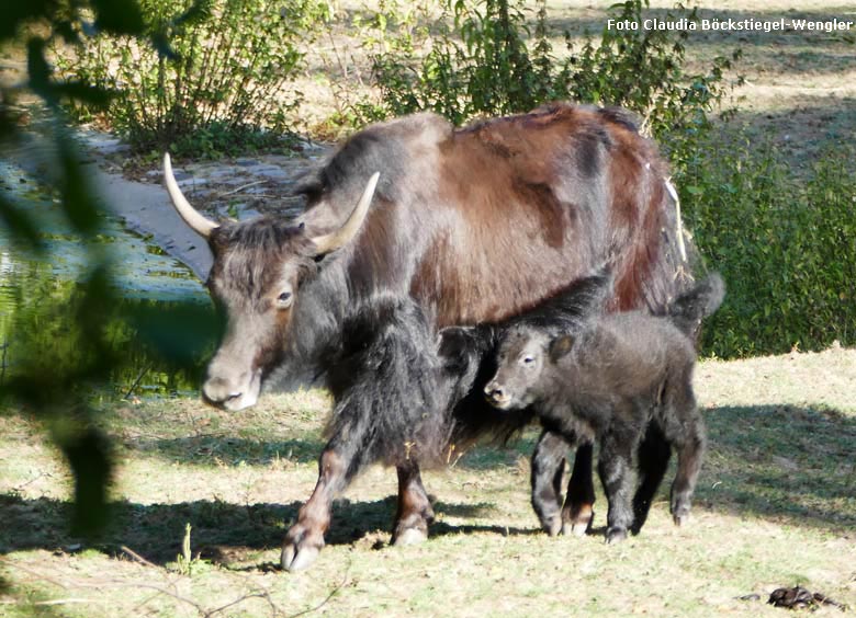 Haus-Yak-Kuh JAMYANG mit Jungtier am 7. August 2018 auf der Außenanlage im Grünen Zoo Wuppertal (Foto Claudia Böckstiegel-Wengler)