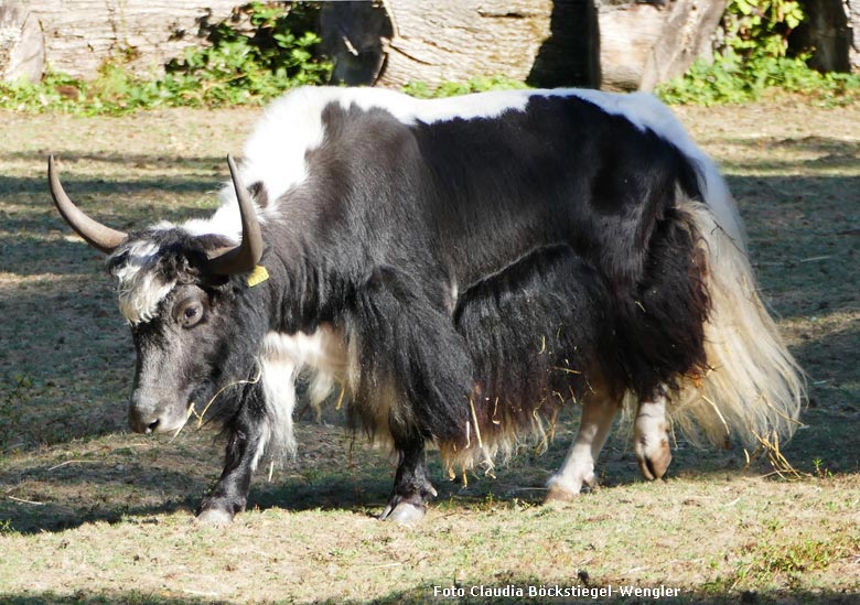 Haus-Yak-Bulle JAMY am 7. August 2018 auf der Außenanlage im Zoologischen Garten Wuppertal (Foto Claudia Böckstiegel-Wengler)