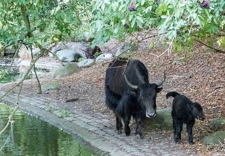 Haus-Yak-Kuh JAMYANG mit Jungtier am 12. August 2018 auf der Außenanlage im Wuppertaler Zoo