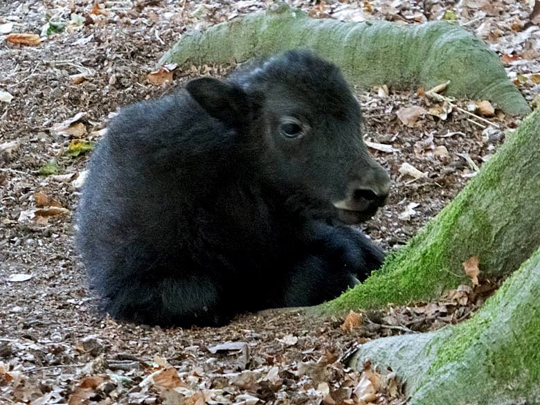 Haus-Yak-Jungtier am 12. August 2018 auf der Außenanlage im Zoologischen Garten Wuppertal