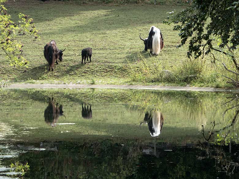 Haus-Yak-Familie am 26. August 2018 auf der Außenanlage im Zoologischen Garten Wuppertal