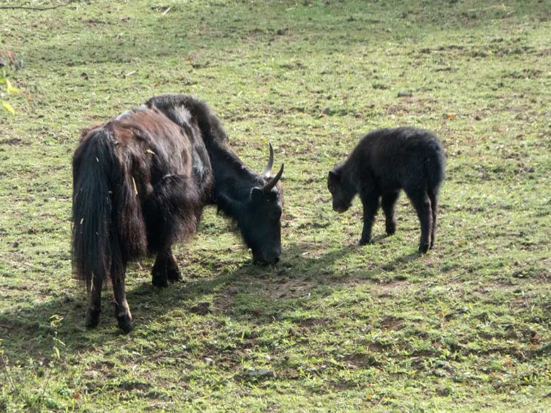 Haus-Yak-Weibchen JAMYANG mit Jungtier am 26. August 2018 auf der Außenanlage im Zoo Wuppertal