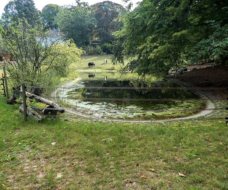 Haus-Yak-Familie am 26. August 2018 auf der Außenanlage im Grünen Zoo Wuppertal