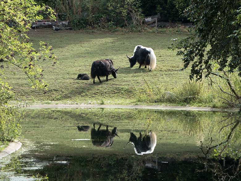 Haus-Yak-Jungtier mit Haus-Yak-Mutter JAMYANG und Haus-Yak-Vater JAMY am 26. August 2018 auf der Außenanlage im Wuppertaler Zoo