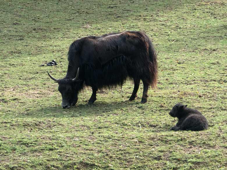 Haus-Yak-Weibchen JAMYANG mit Jungtier am 26. August 2018 auf der Außenanlage im Zoologischen Garten der Stadt Wuppertal