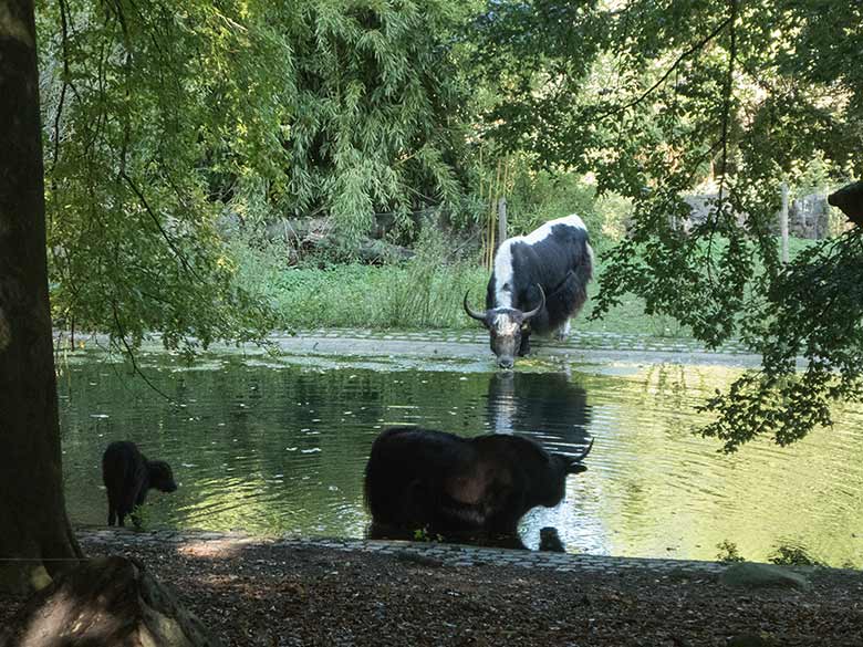 Haus-Yak-Bulle JAMY und Haus-Yak-Kuh JAMYANG mit Jungtier am 2. September 2018 auf der Außenanlage im Wuppertaler Zoo