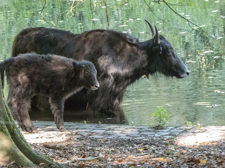 Haus-Yak-Weibchen JAMYANG mit Jungtier am 2. September 2018 auf der Außenanlage im Grünen Zoo Wuppertal