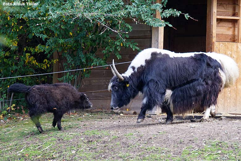 Haus-Yak-Jungtier und Haus-Yak-Bulle JAMY am 31. Oktober 2018 im Wuppertaler Zoo (Foto Klaus Tüller)