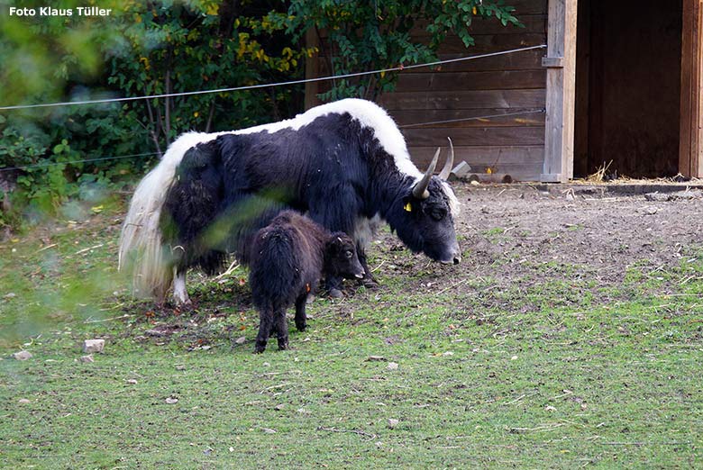 Haus-Yak-Bulle JAMY mit Jungtier am 31. Oktober 2018 im Zoo Wuppertal (Foto Klaus Tüller)