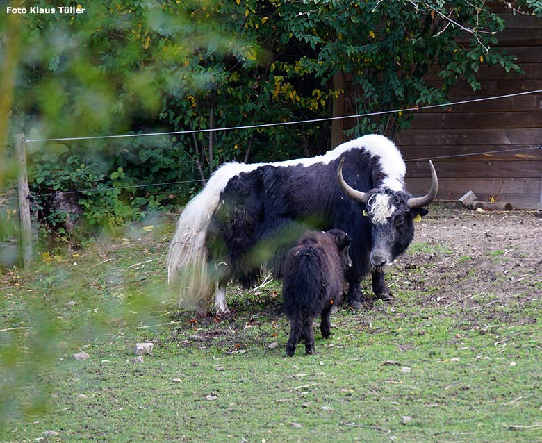 Haus-Yak-Bulle JAMY mit Jungtier am 31. Oktober 2018 im Grünen Zoo Wuppertal (Foto Klaus Tüller)