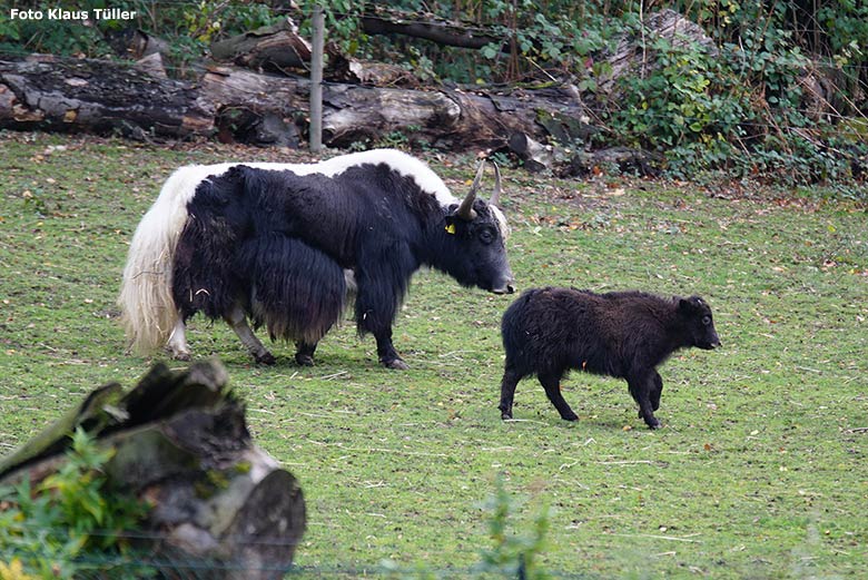 Haus-Yak-Bulle JAMY mit Jungtier am 31. Oktober 2018 im Zoologischen Garten Wuppertal (Foto Klaus Tüller)