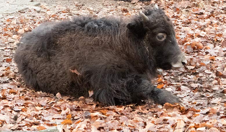 Haus-Yak Jungtier am 30. Dezember 2018 auf der Außenanlage im Zoo Wuppertal