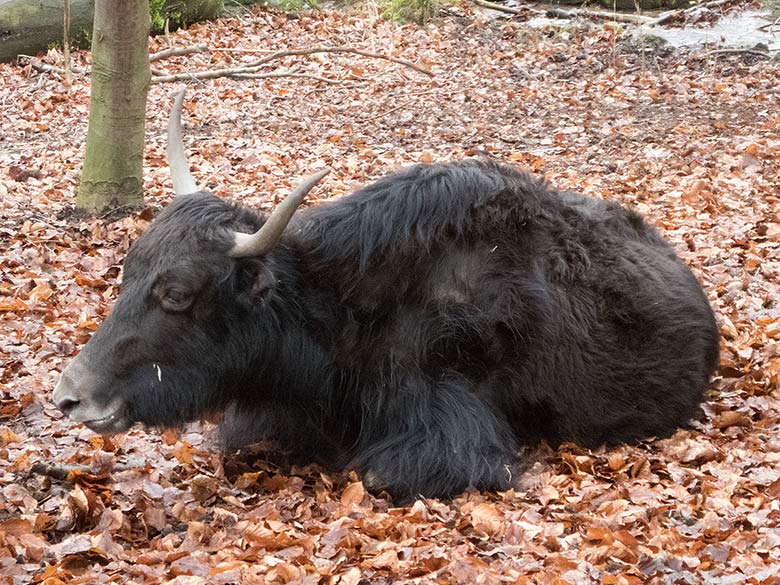 Haus-Yak Weibchen am 30. Dezember 2018 auf der Außenanlage im Wuppertaler Zoo