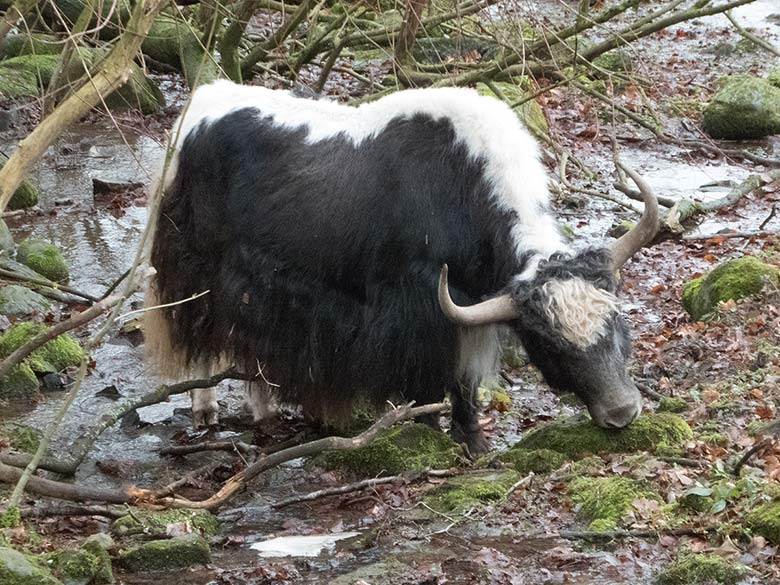 Haus-Yak Männchen am 30. Dezember 2018 auf der Außenanlage im Grünen Zoo Wuppertal