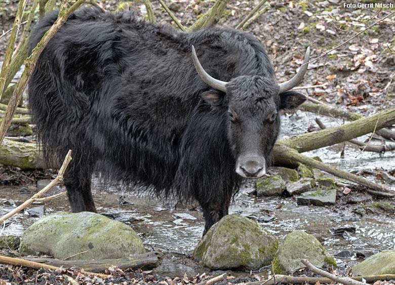 Haus-Yak-Weibchen am 6. Februar 2019 im Grünen Zoo Wuppertal (Foto Gerrit Nitsch)