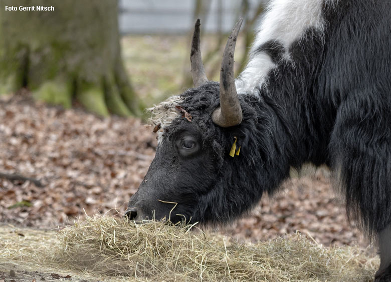 Haus-Yak-Männchen am 6. Februar 2019 im Zoologischen Garten der Stadt Wuppertal (Foto Gerrit Nitsch)