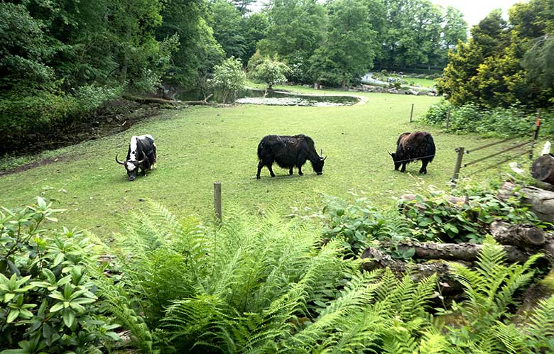 Haus-Yak-Männchen und Haus-Yak-Weibchen mit Haus-Yak-Jungtier am 9. Juni 2019 auf der Außenanlage im Zoologischen Garten Wuppertal