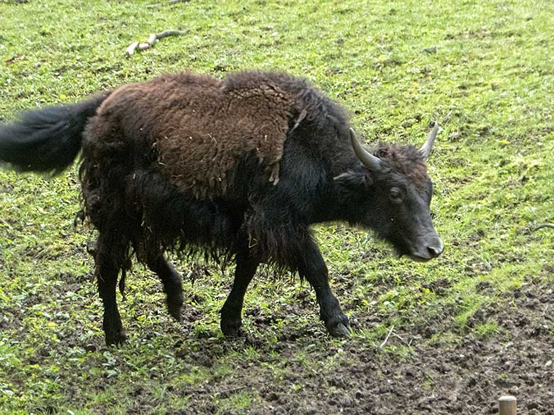 Haus-Yak-Jungtier am 9. Juni 2019 auf der Außenanlage im Grünen Zoo Wuppertal