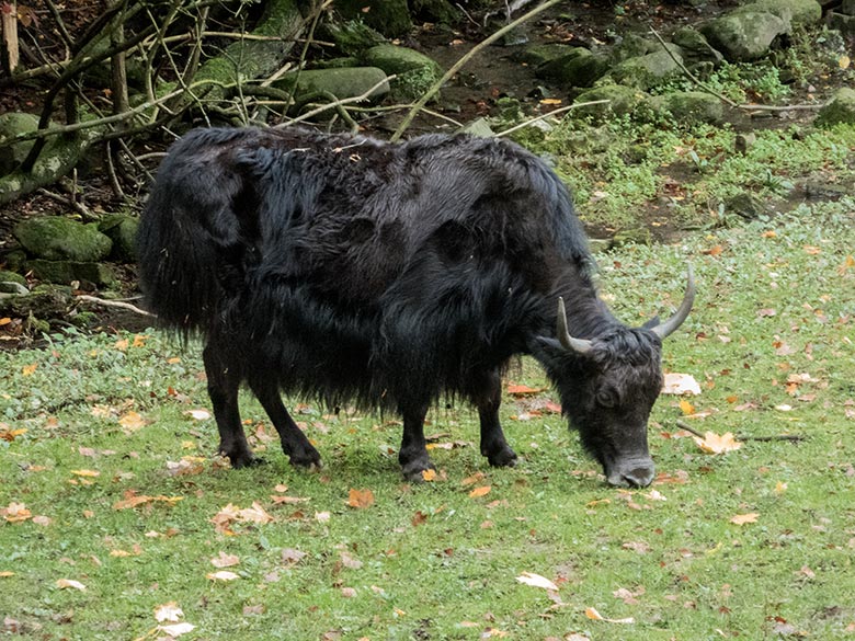Haus-Yak JAMYANG am 9. Oktober 2019 auf der Außenanlage im Grünen Zoo Wuppertal