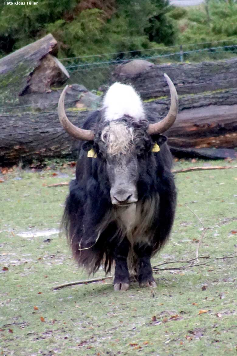 Haus-Yak-Bulle JAMY am 15. Dezember 2019 auf der Außenanlage im Grünen Zoo Wuppertal (Foto Klaus Tüller)