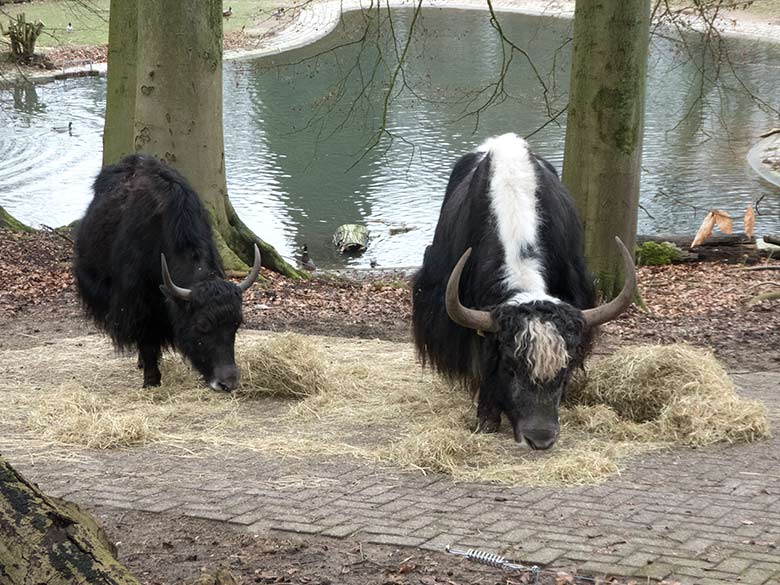 Haus-Yak-Kuh JAMYANG und Haus-Yak-Bulle JAMY am 2. März 2020 an der Futterstelle auf der Außenanlage im Wuppertaler Zoo