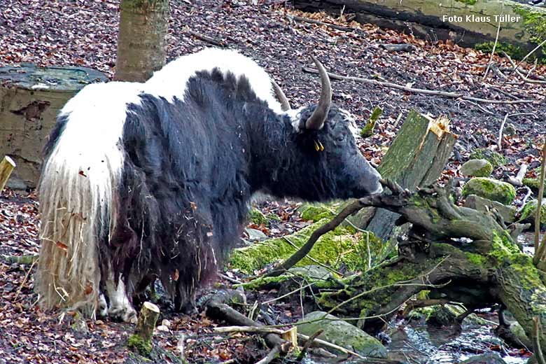 Haus-Yak-Bulle am 7. März 2020 auf der Außenanlage im Grünen Zoo Wuppertal (Foto Klaus Tüller)